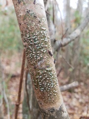 Pyrenula leucostoma