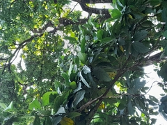 Morinda panamensis