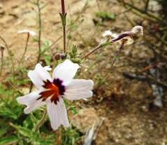 Jamesbrittenia racemosa
