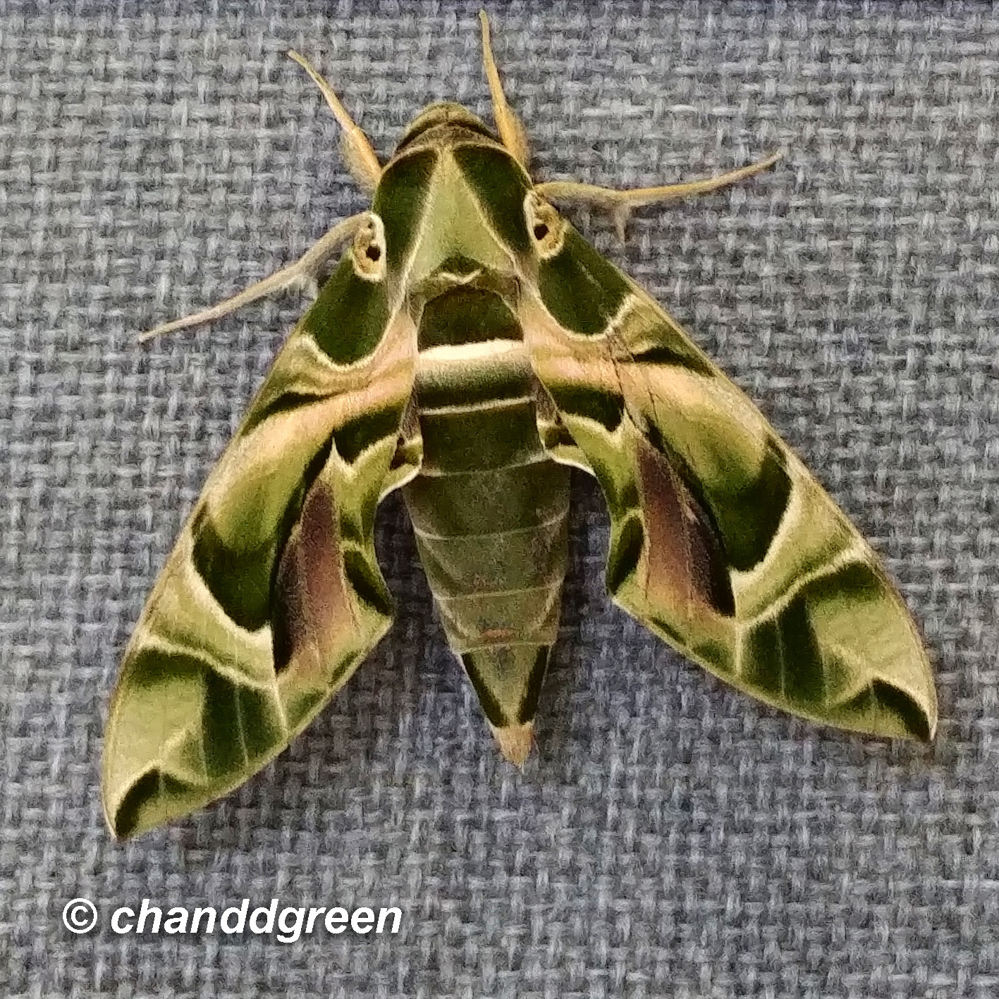 1 x Daphnis nerii, Oleander Hawk-Moth