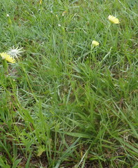 Pyrrhopappus pauciflorus