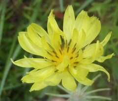 Pyrrhopappus pauciflorus