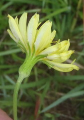 Pyrrhopappus pauciflorus