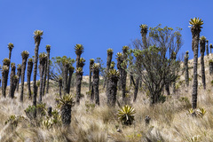 Espeletia