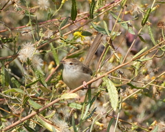 Prinia gracilis