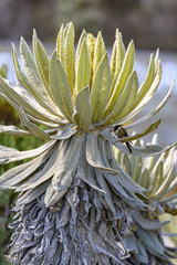 Espeletia