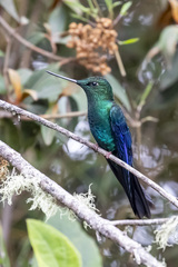 Pterophanes cyanopterus