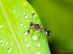 Teleopsis quadriguttata