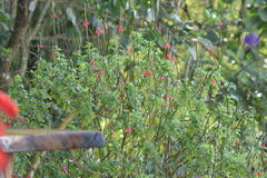 Stachytarpheta mutabilis