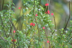 Stachytarpheta mutabilis