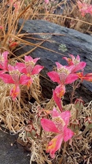 Alstroemeria hookeri