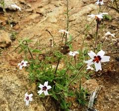 Jamesbrittenia racemosa