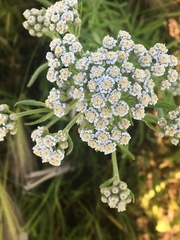 Achillea alpina