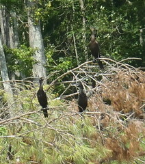 Nannopterum brasilianum