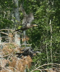 Nannopterum brasilianum