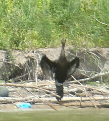 Nannopterum brasilianum