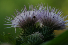Cirsium alsophilum