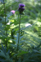 Cirsium alsophilum
