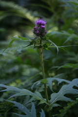 Cirsium alsophilum