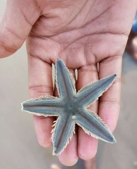 Astropecten indicus