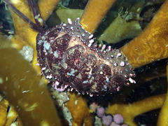 Acanthopleura echinata
