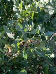 Atriplex lentiformis