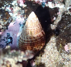 Nassarius gayii