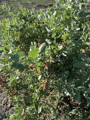 Atriplex lentiformis