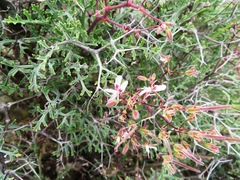 Pelargonium crithmifolium
