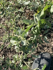 Atriplex lentiformis