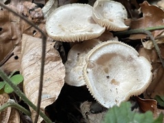 Clitopilus