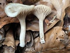 Clitopilus