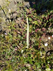 Eriospermum lanceifolium
