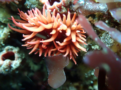 Anemonia alicemartinae
