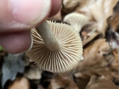 Clitopilus