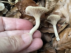 Clitopilus