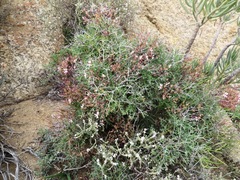 Pelargonium crithmifolium