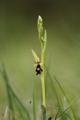 Ophrys insectifera