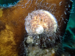 Discinisca lamellosa