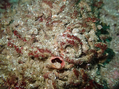 Pyura chilensis