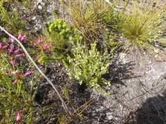 Erica imbricata
