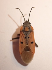 Lygaeus creticus