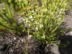 Erica imbricata