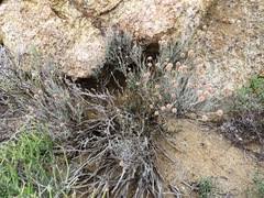 Hermbstaedtia glauca