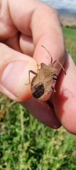 Coreus marginatus