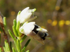 Erica imbricata