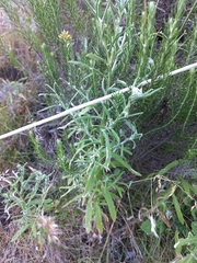 Helichrysum odoratissimum