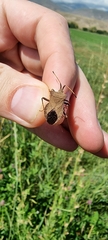 Coreus marginatus
