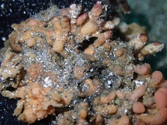 Pyura chilensis