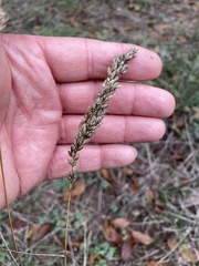 Tridens albescens